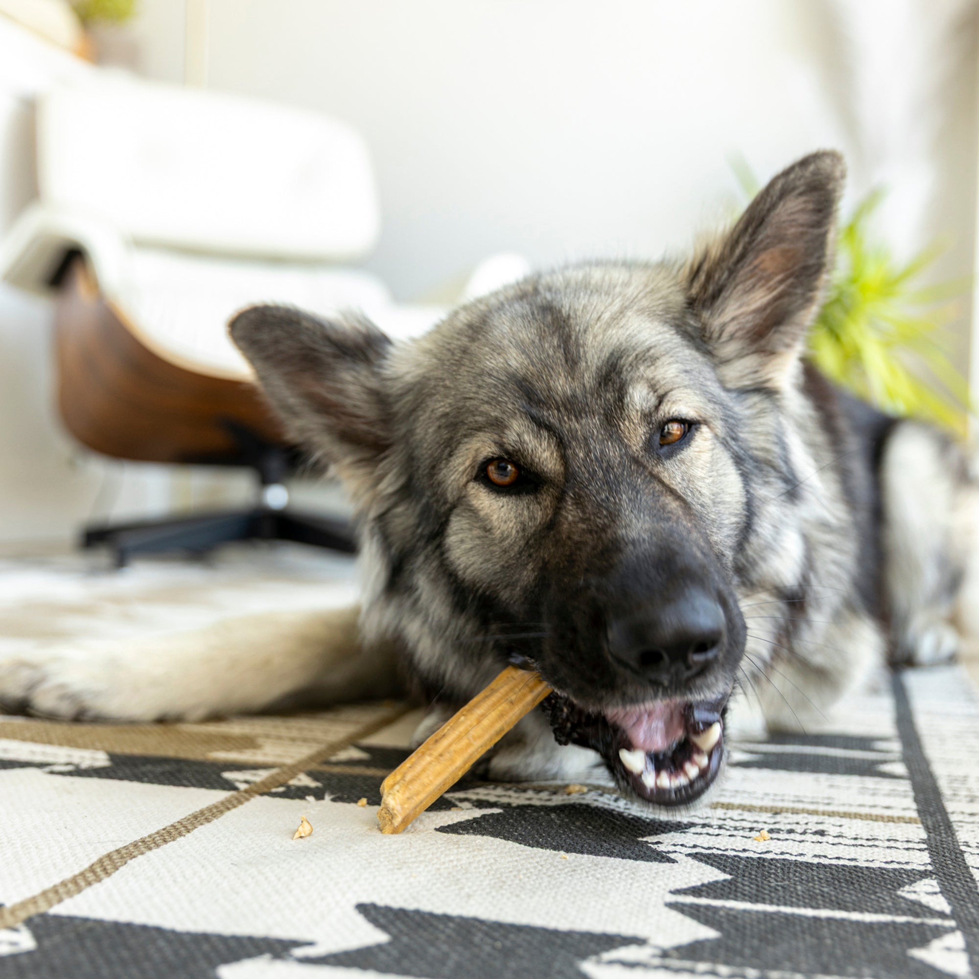 West Paw | Natural Dental Sticks Small