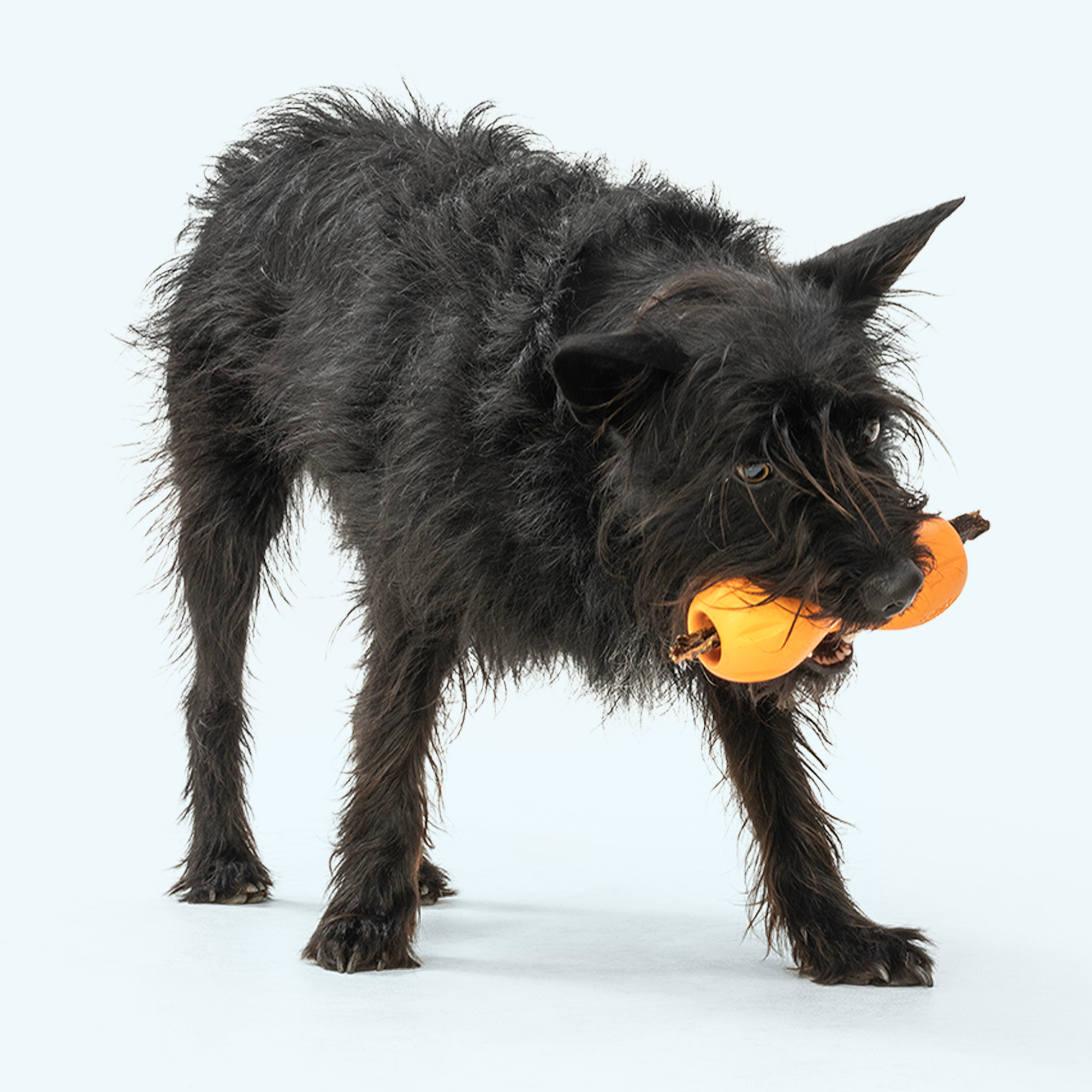 West Paw | Qwizl Dog Treat Toy