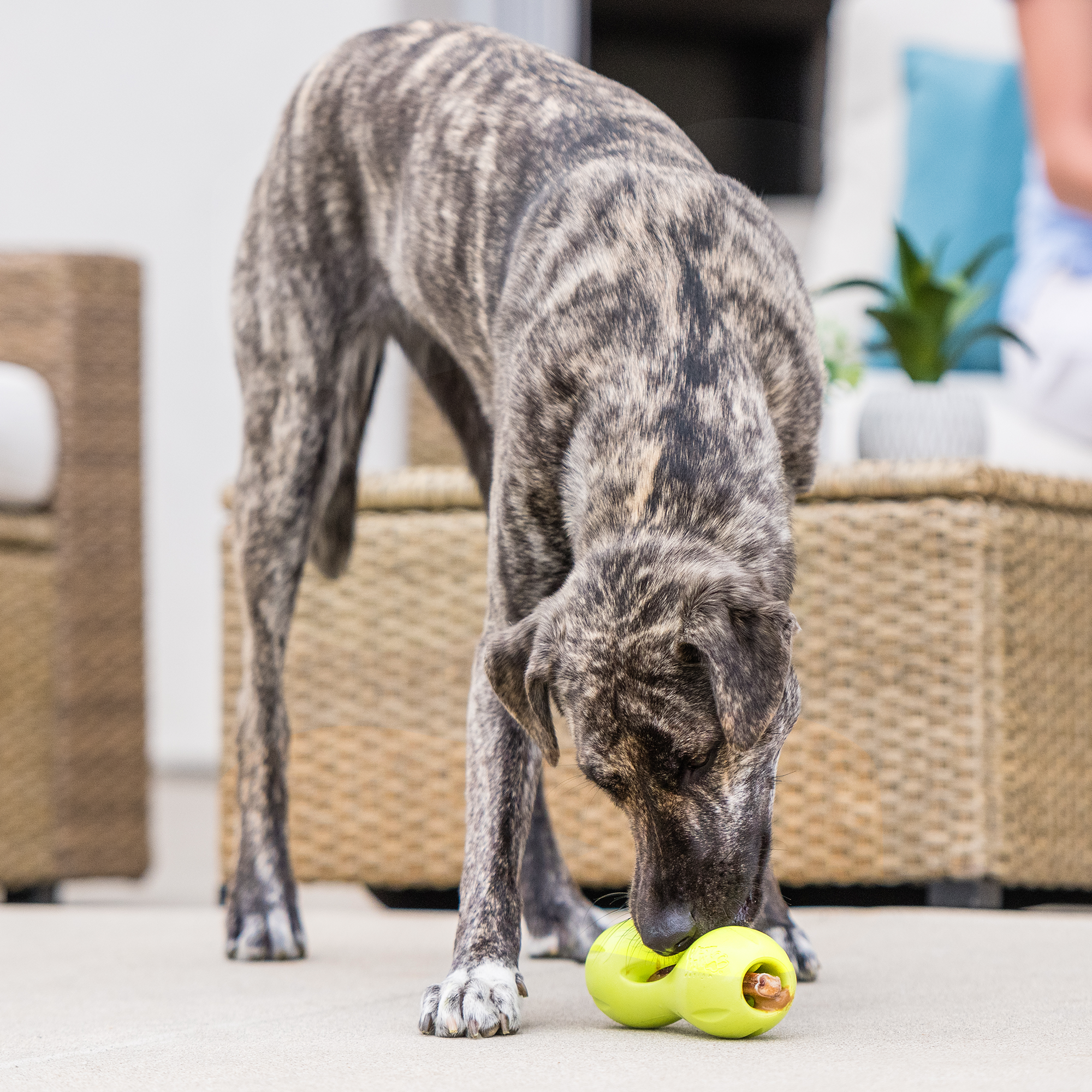 West Paw | Qwizl Dog Treat Toy
