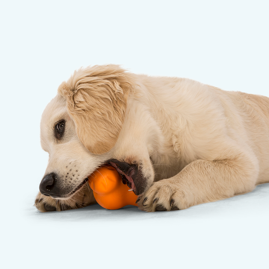 West Paw | Tux Treat Toy