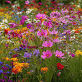 Seed Therapy | Annuals Wildflower Seed Mix (20 Varieties) – 1,000 Seeds