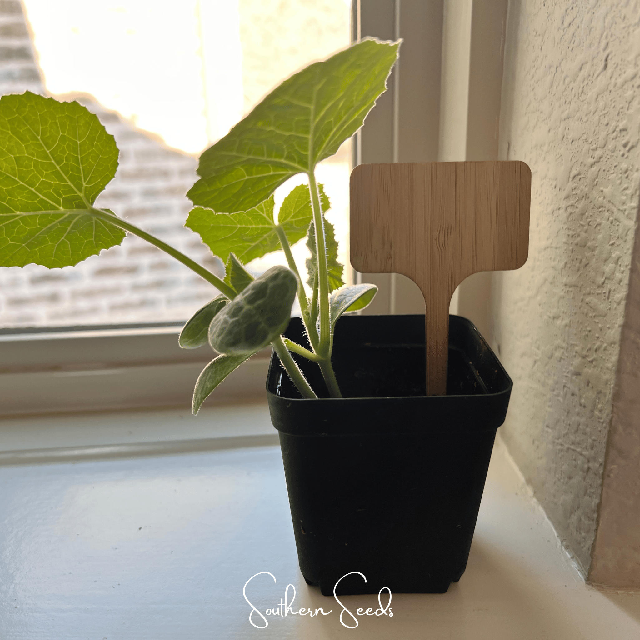 Seed Therapy | Bamboo Plant Markers – 5 Count