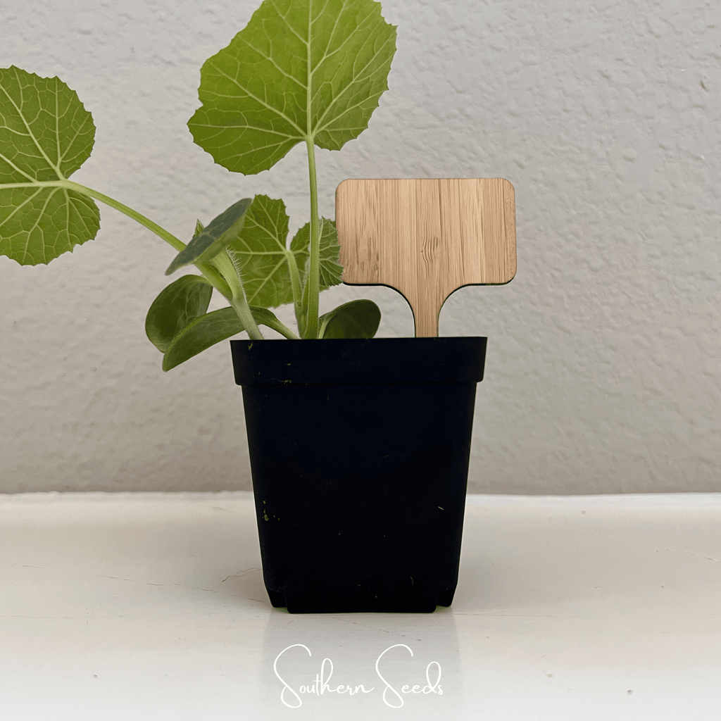 Seed Therapy | Bamboo Plant Markers – 5 Count