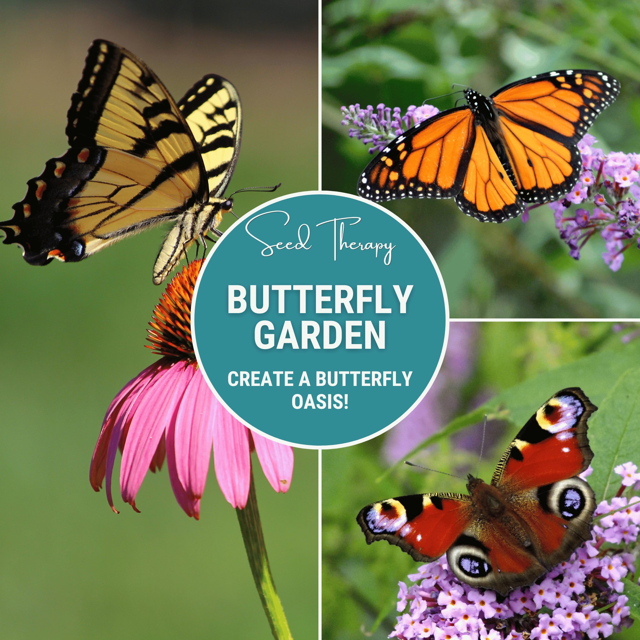 Seed Therapy | Butterfly Garden Seed Collection – 10 Varieties