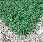 Seed Therapy | Micro Clover (Mini) – 10,000 Seeds