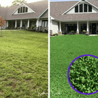 Seed Therapy | Micro Clover (Mini) – 10,000 Seeds