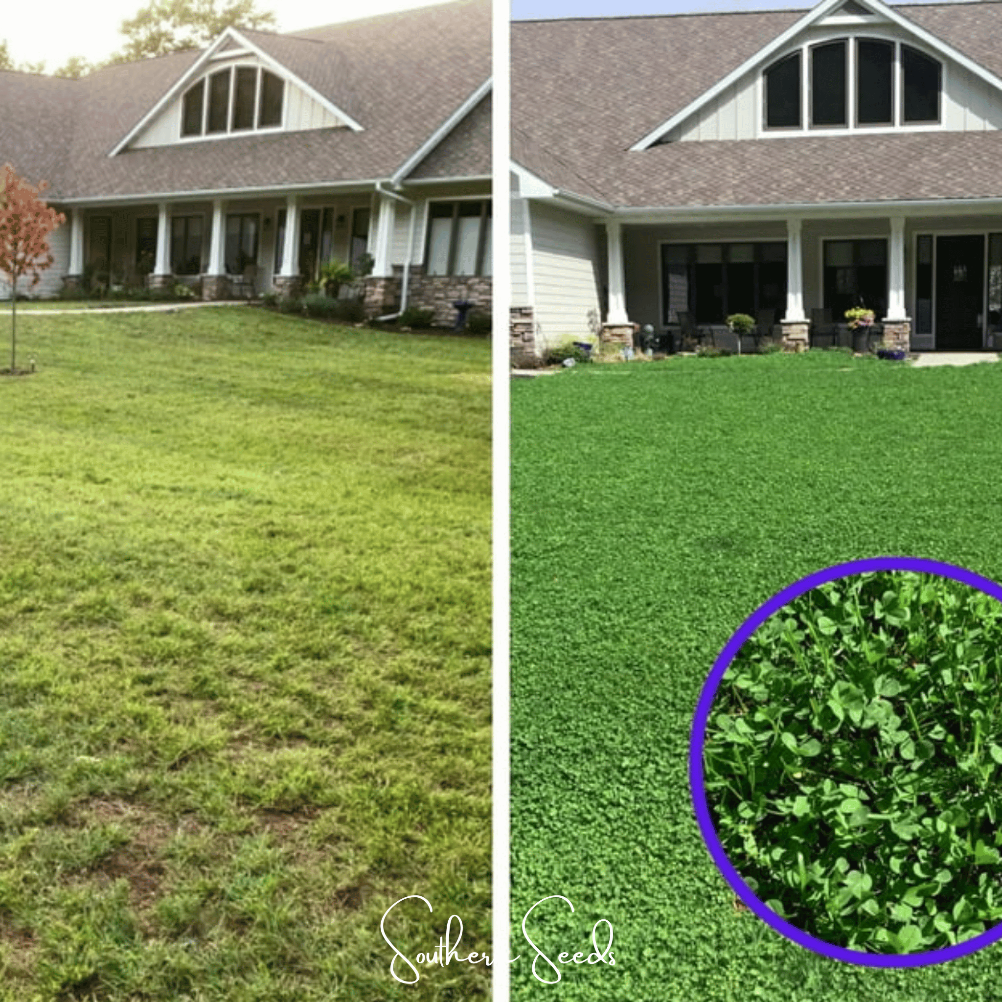Seed Therapy | Micro Clover (Mini) – 10,000 Seeds