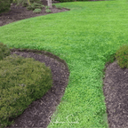 Seed Therapy | Micro Clover (Mini) – 10,000 Seeds