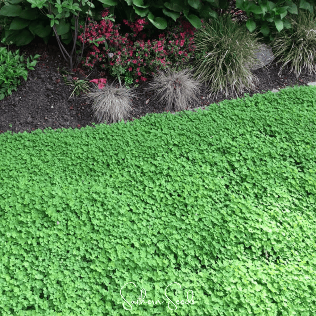Seed Therapy | Micro Clover (Mini) – 10,000 Seeds