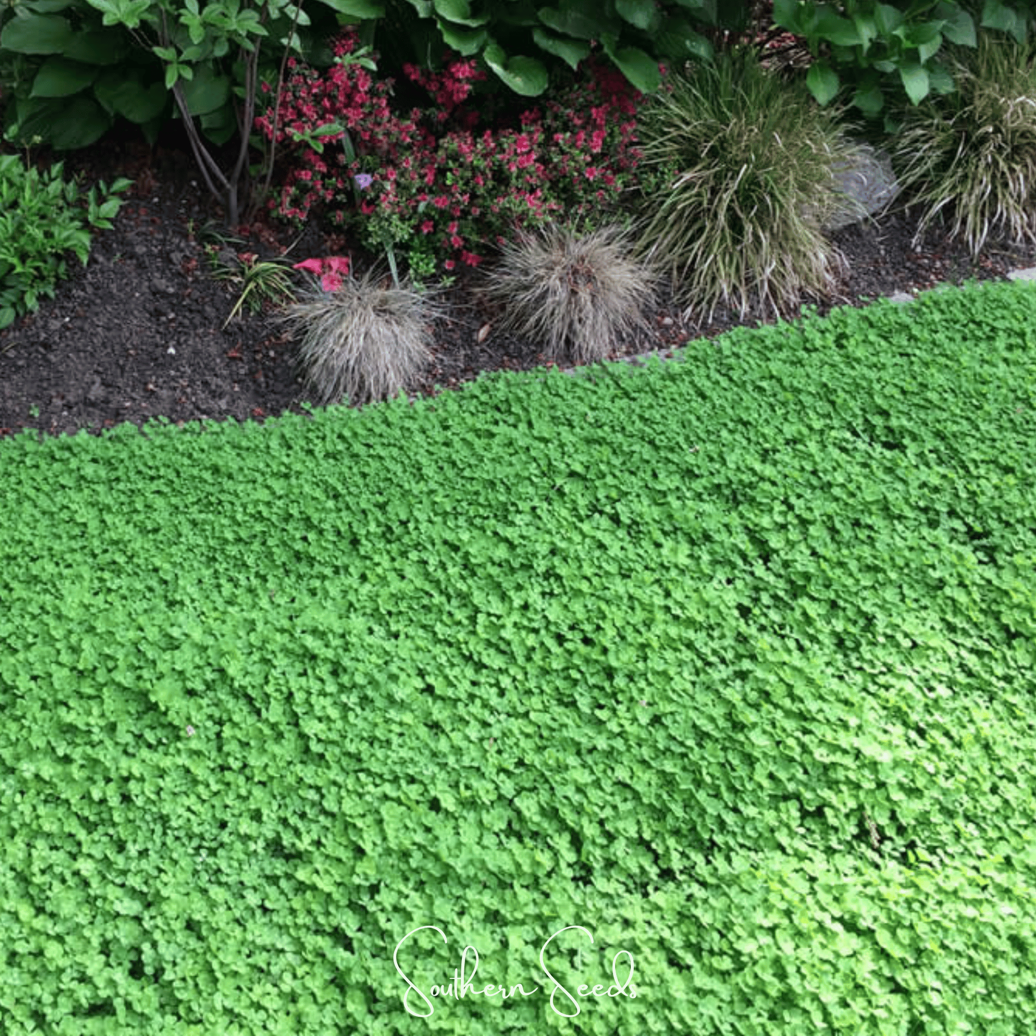 Seed Therapy | Micro Clover (Mini) – 10,000 Seeds