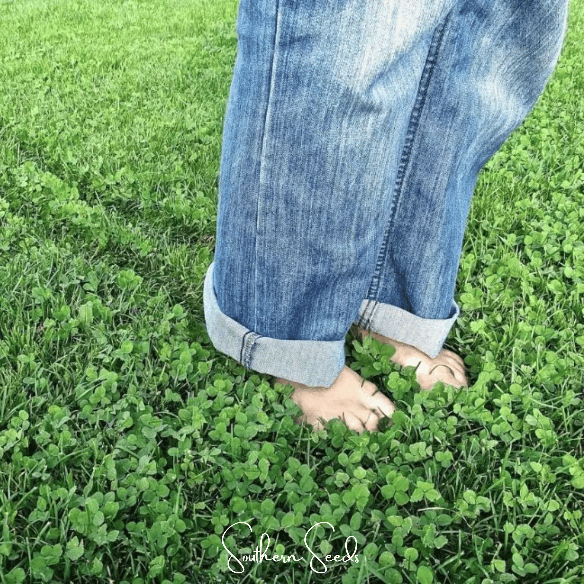 Seed Therapy | Micro Clover (Mini) – 10,000 Seeds