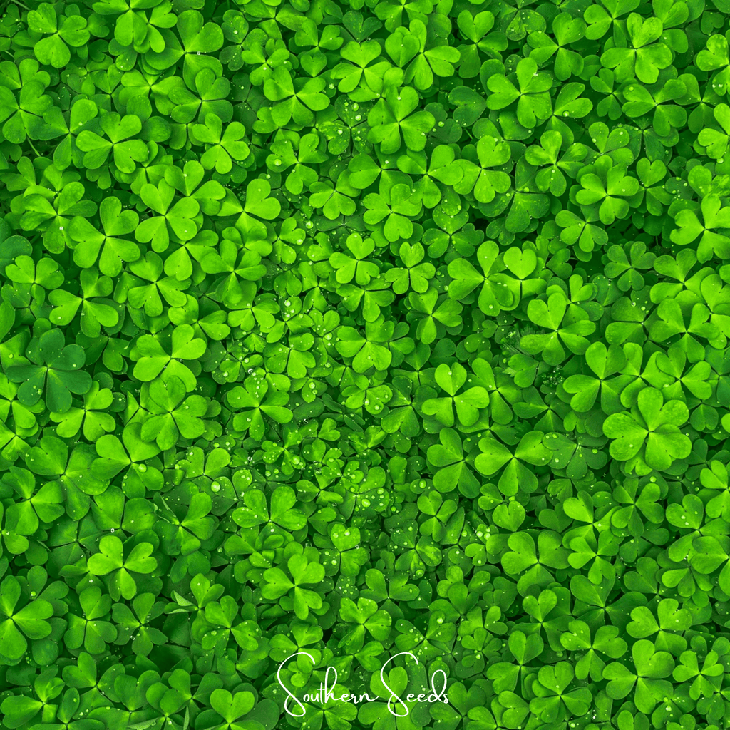 Seed Therapy | Micro Clover (Mini) – 10,000 Seeds