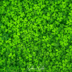 Seed Therapy | Micro Clover (Mini) – 10,000 Seeds