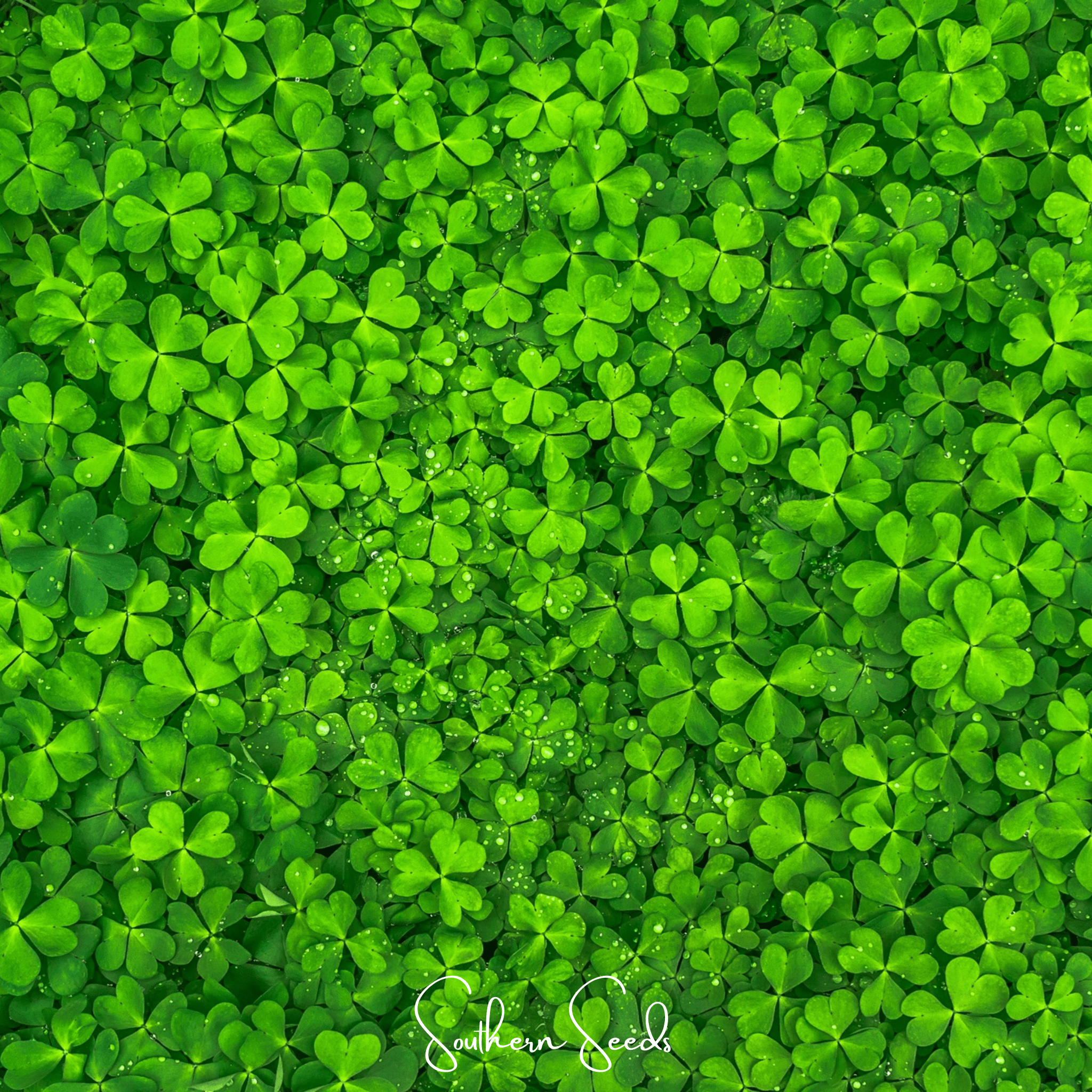 Seed Therapy | Micro Clover (Mini) – 10,000 Seeds