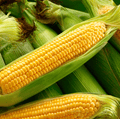 Seed Therapy | Kandy Korn Corn – 30 Seeds