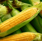 Seed Therapy | Kandy Korn Corn – 30 Seeds