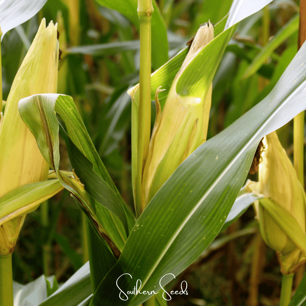 Seed Therapy | Kandy Korn Corn – 30 Seeds