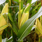 Seed Therapy | Kandy Korn Corn – 30 Seeds