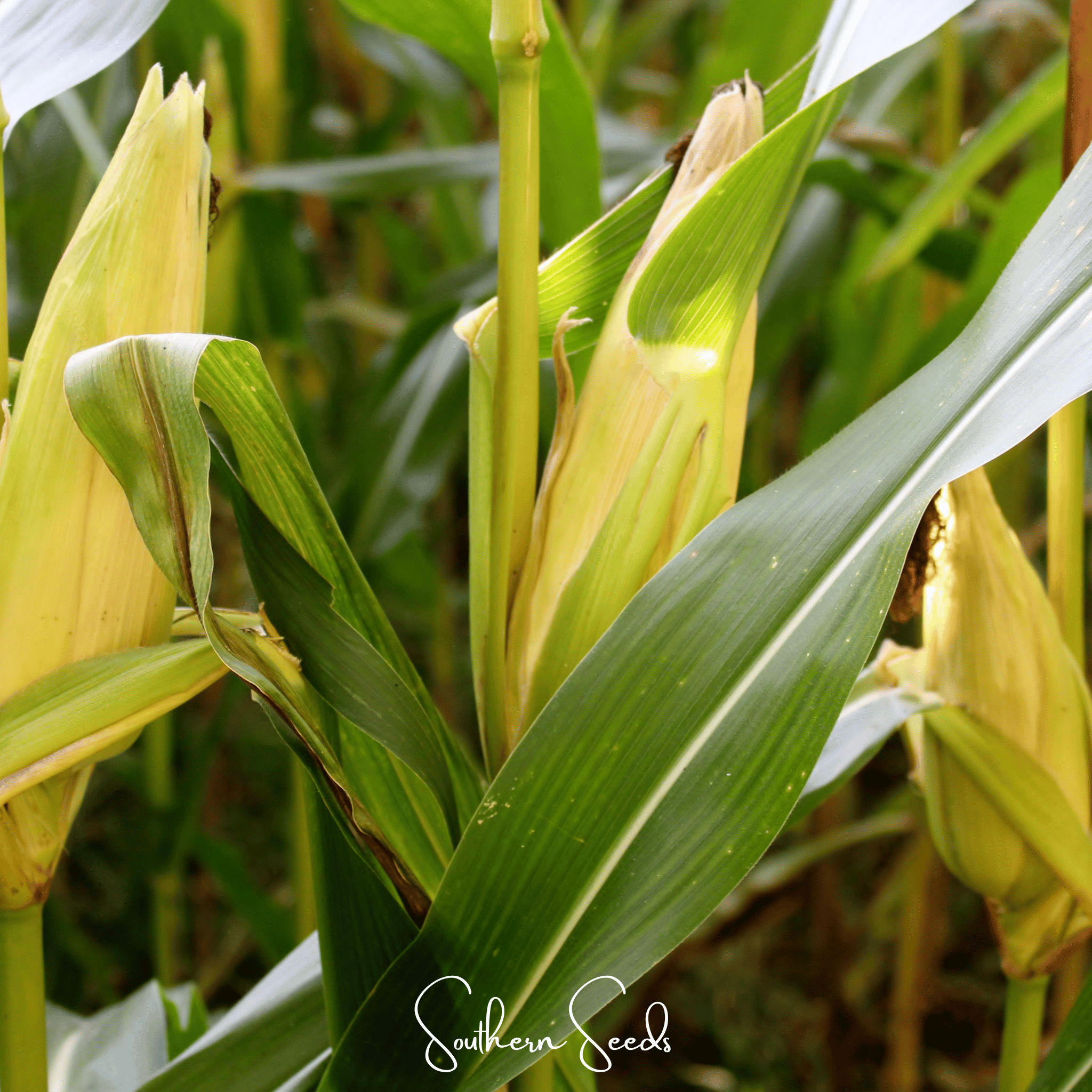 Seed Therapy | Kandy Korn Corn – 30 Seeds