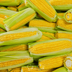 Seed Therapy | Kandy Korn Corn – 30 Seeds