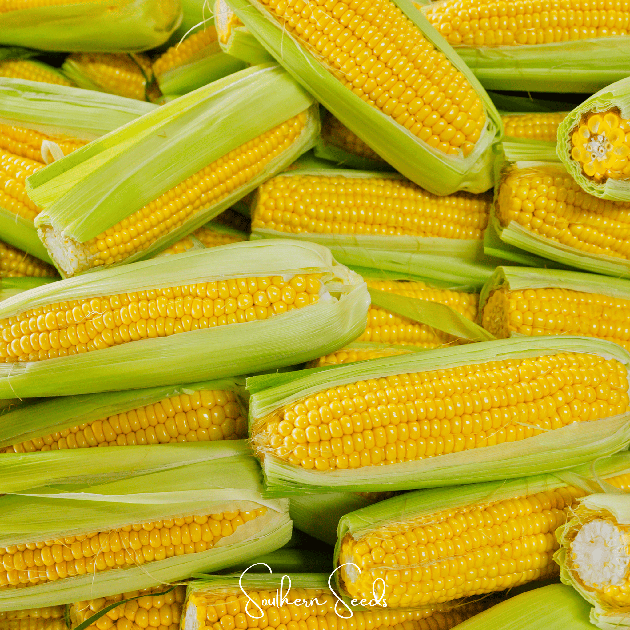 Seed Therapy | Kandy Korn Corn – 30 Seeds