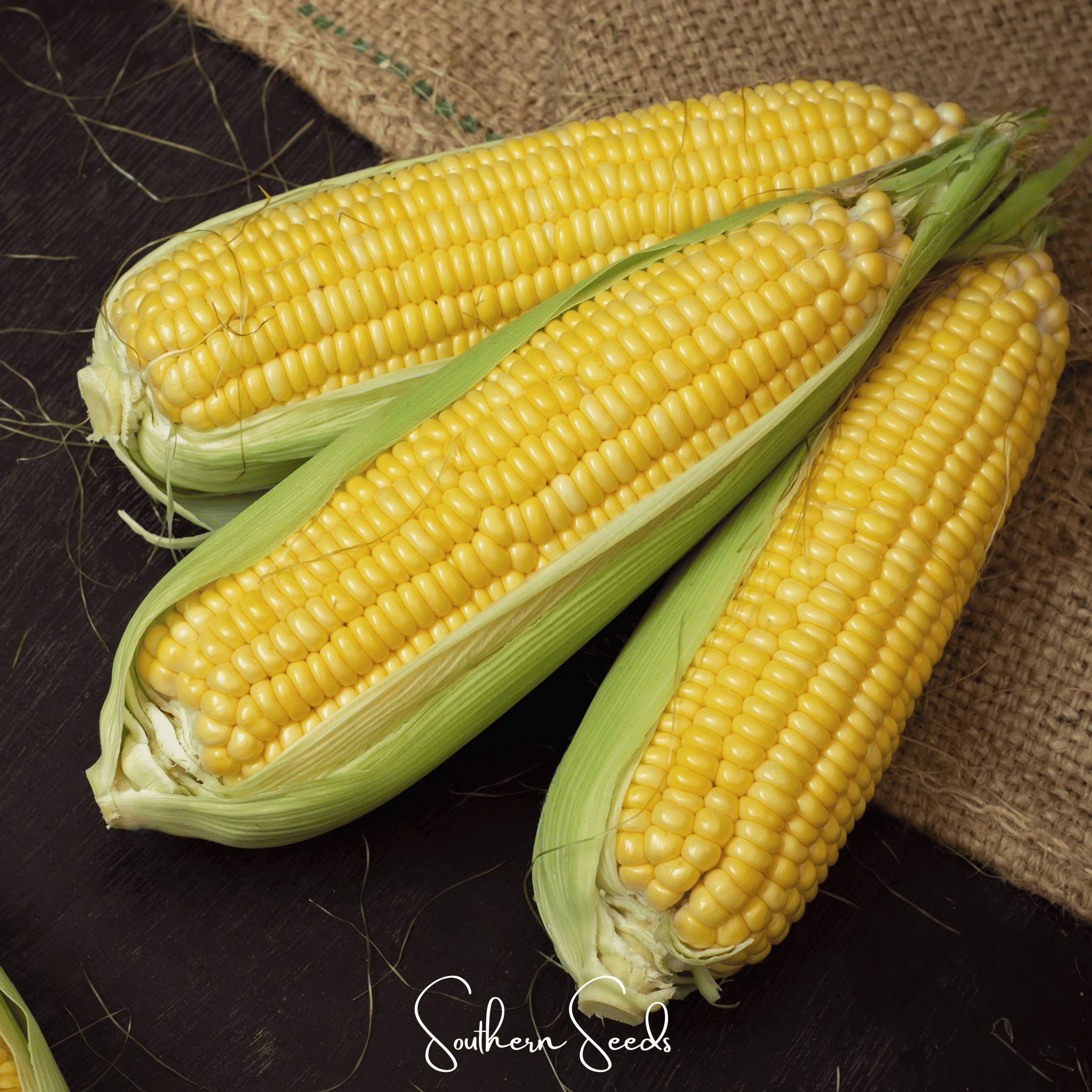 Seed Therapy | Kandy Korn Corn – 30 Seeds