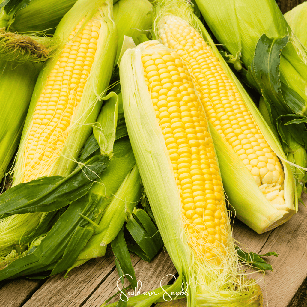 Seed Therapy | Kandy Korn Corn – 30 Seeds