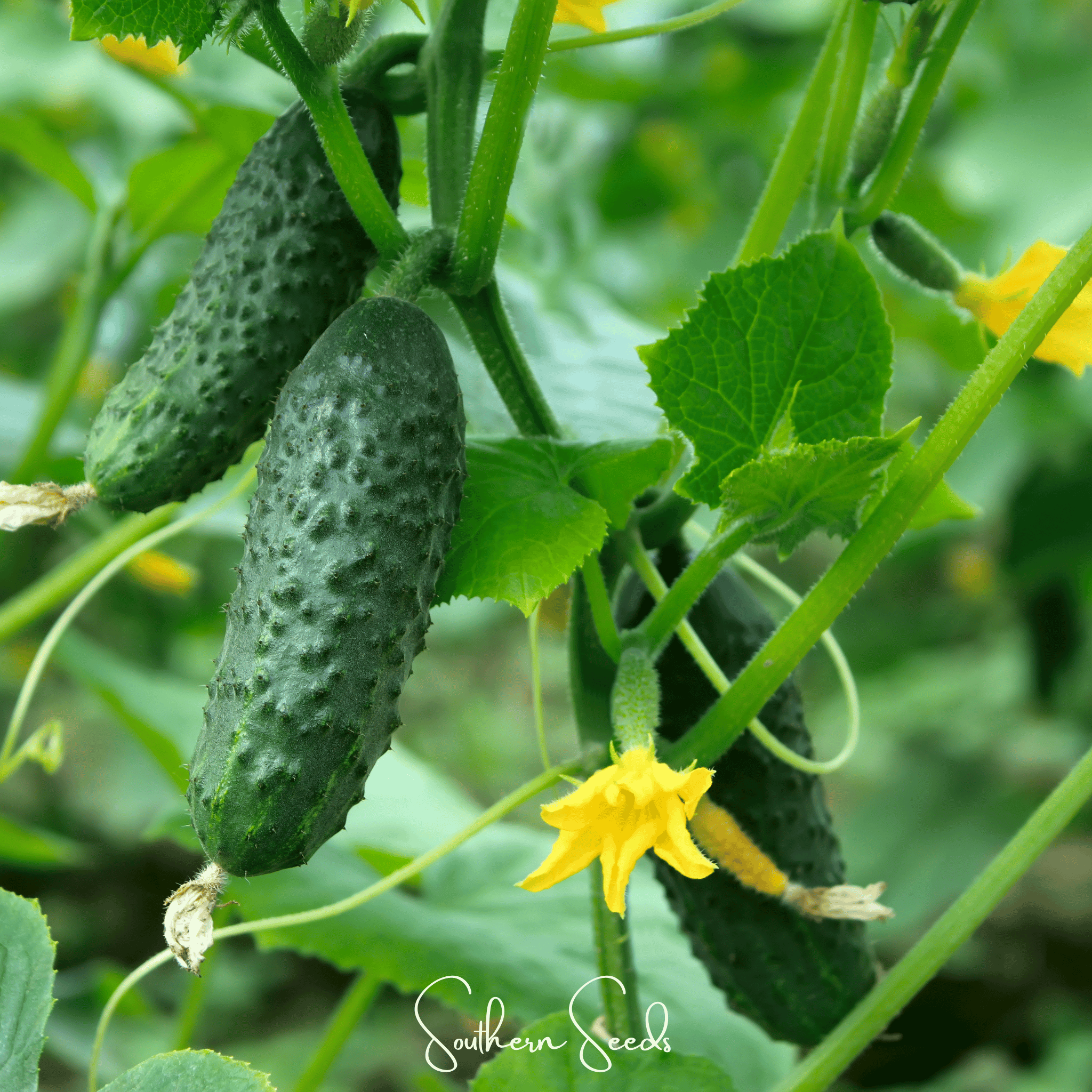 Seed Therapy | H-19 Little Leaf Cucumber – 30 Seeds