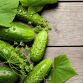 Seed Therapy | H-19 Little Leaf Cucumber – 30 Seeds