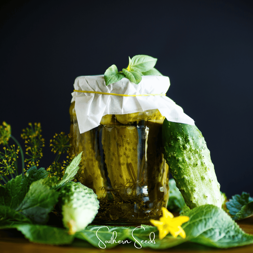 Seed Therapy | H-19 Little Leaf Cucumber – 30 Seeds