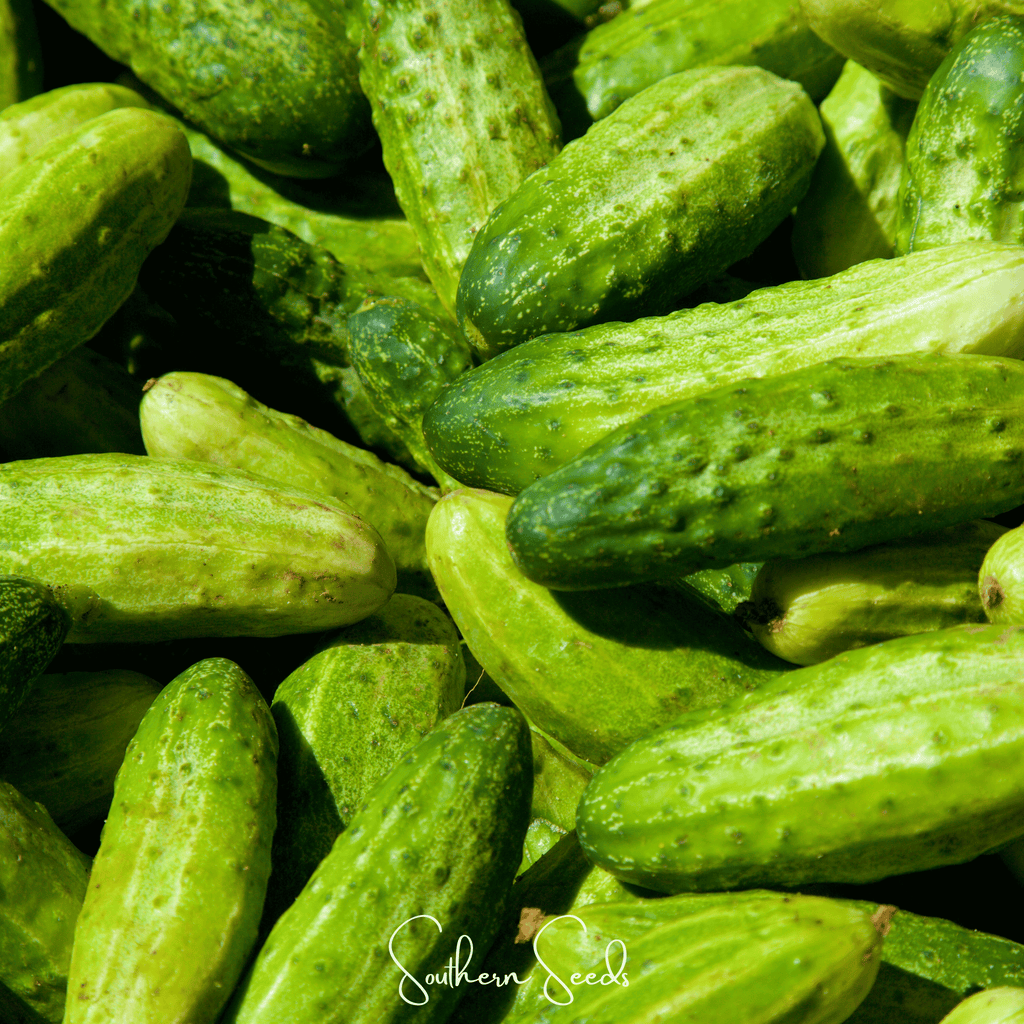 Seed Therapy | H-19 Little Leaf Cucumber – 30 Seeds