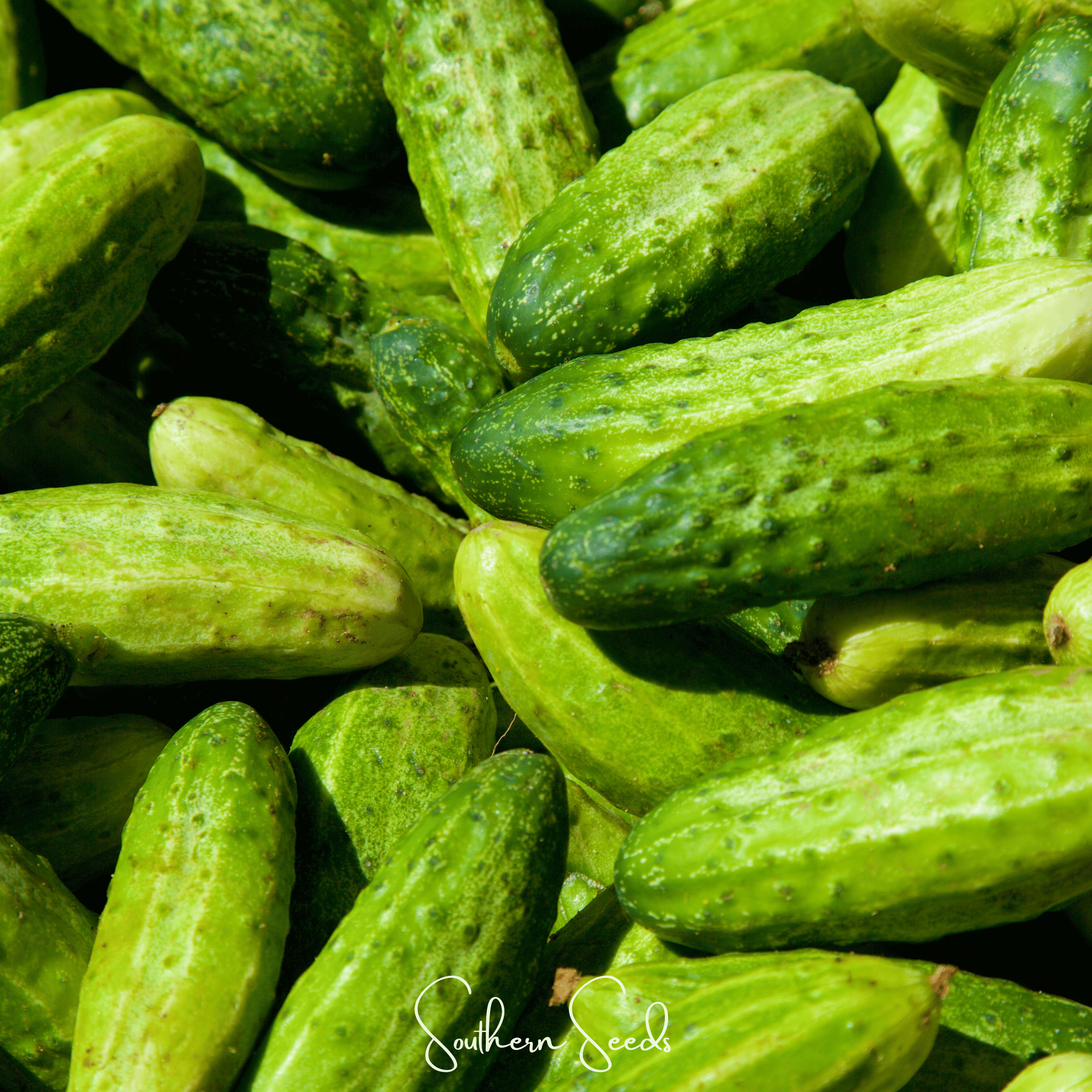 Seed Therapy | H-19 Little Leaf Cucumber – 30 Seeds