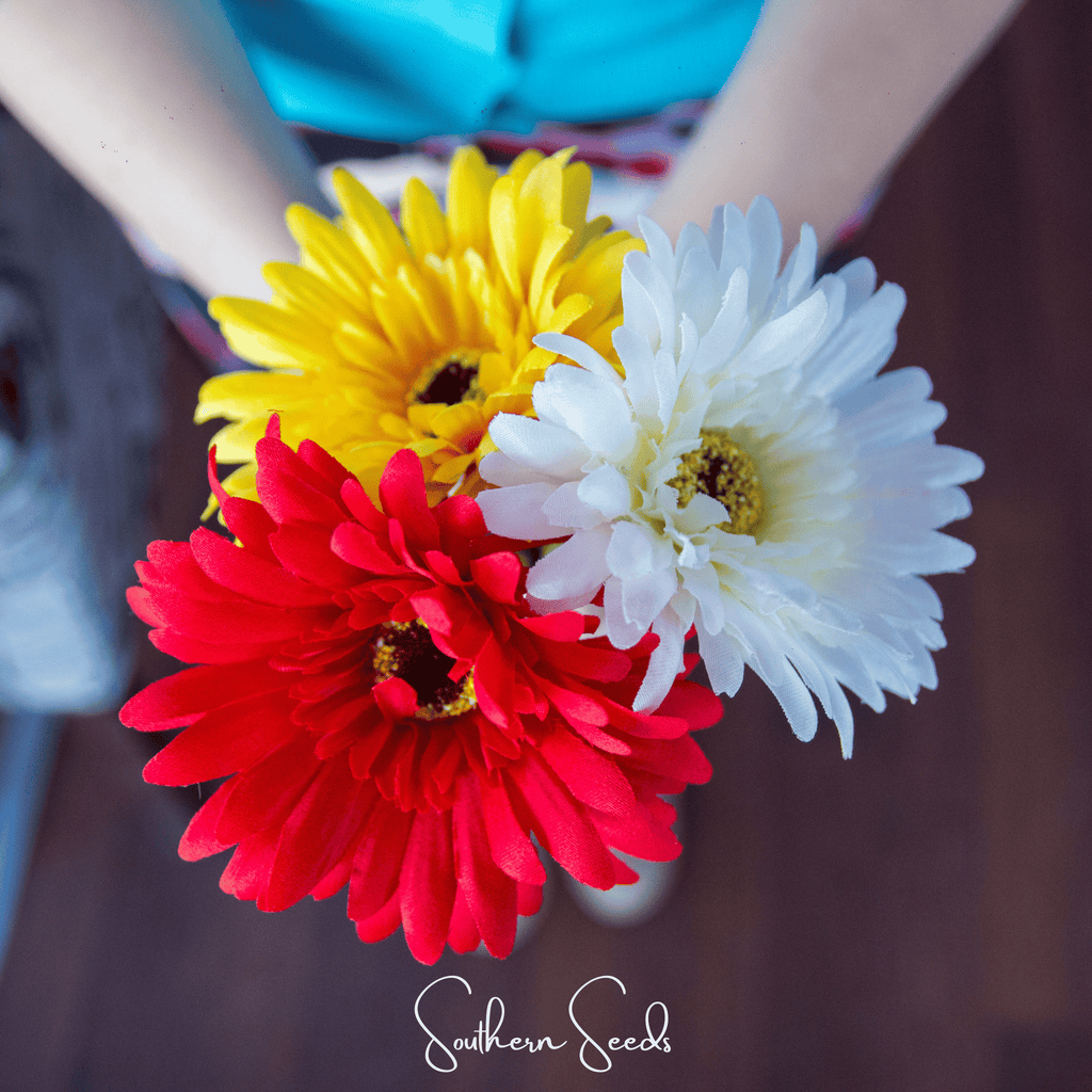 Seed Therapy | Gerbera Daisy Mix – 20 Seeds