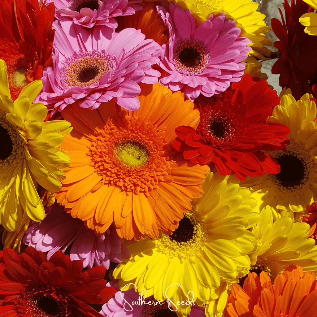 Seed Therapy | Gerbera Daisy Mix – 20 Seeds