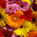 Seed Therapy | Gerbera Daisy Mix – 20 Seeds