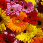 Seed Therapy | Gerbera Daisy Mix – 20 Seeds