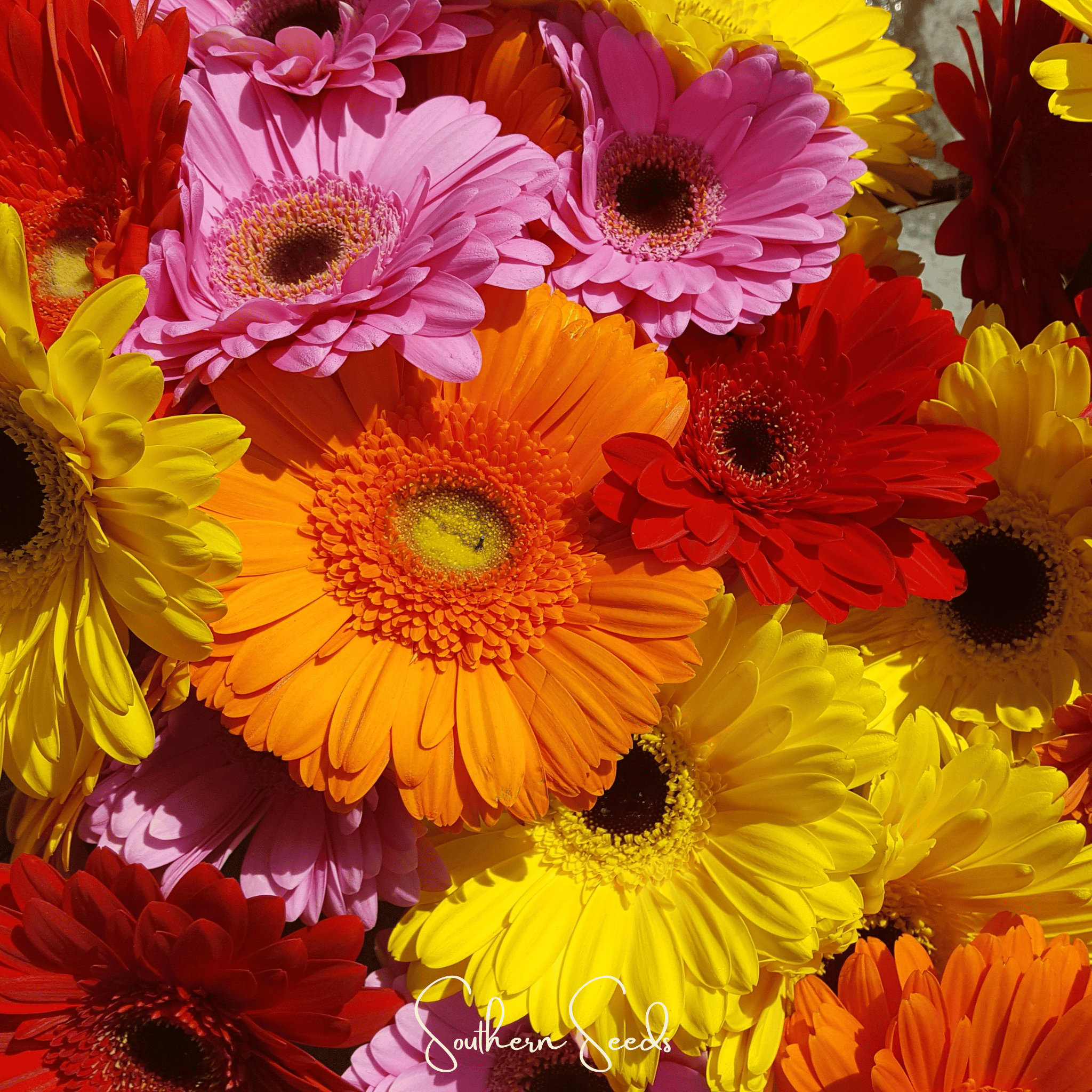 Seed Therapy | Gerbera Daisy Mix – 20 Seeds