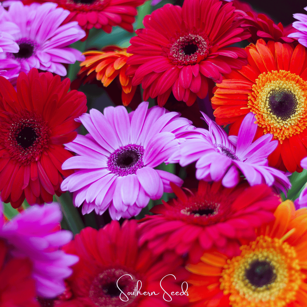 Seed Therapy | Gerbera Daisy Mix – 20 Seeds