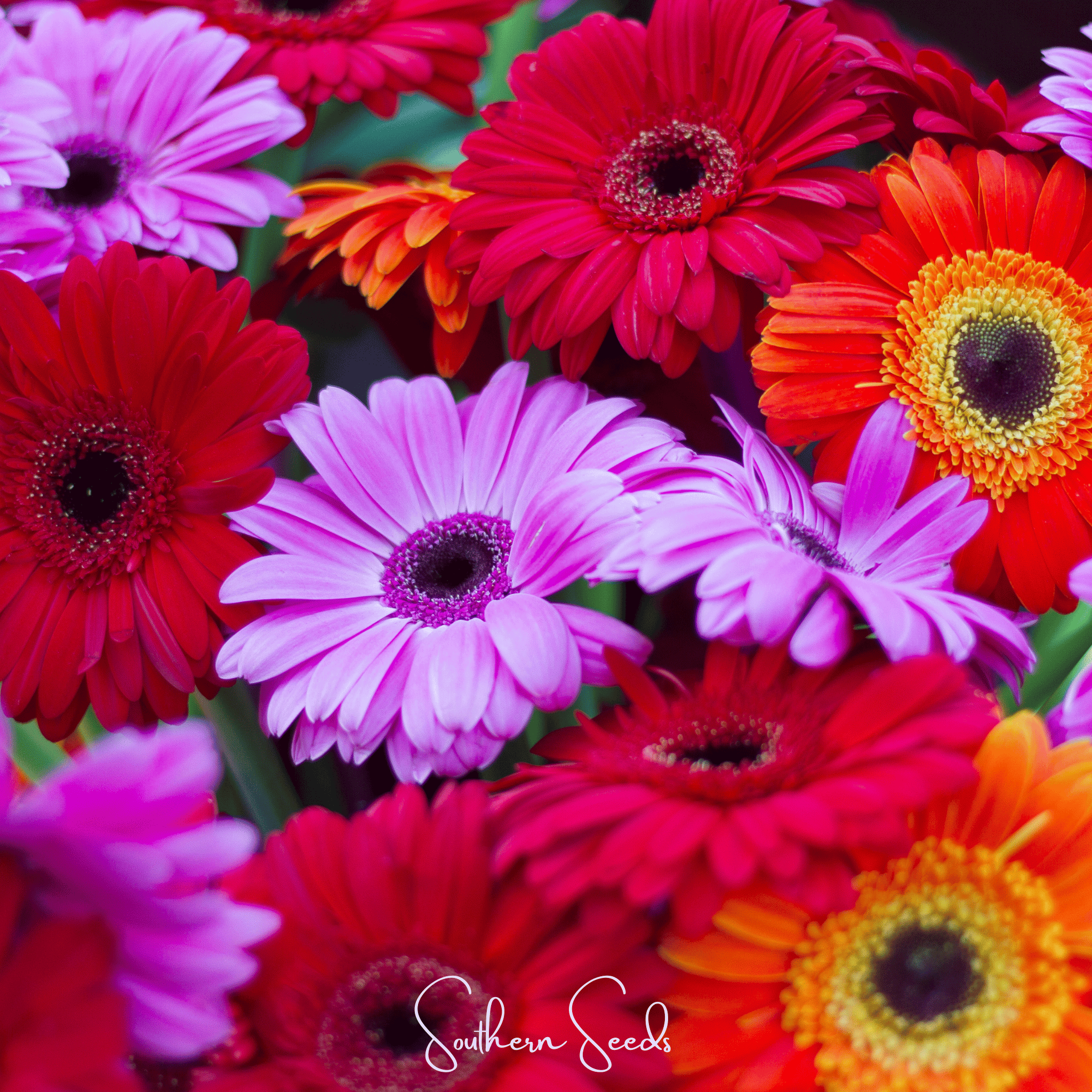 Seed Therapy | Gerbera Daisy Mix – 20 Seeds
