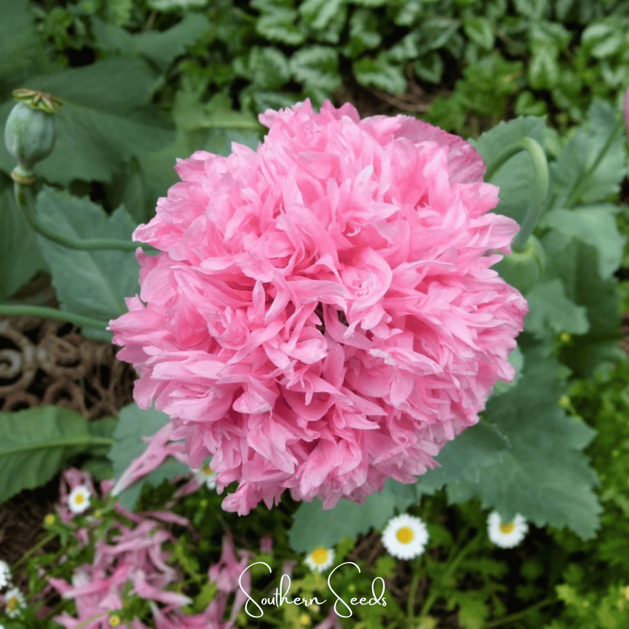 Seed Therapy | Pale Rose Peony Poppy – 100 Seeds