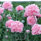 Seed Therapy | Pale Rose Peony Poppy – 100 Seeds