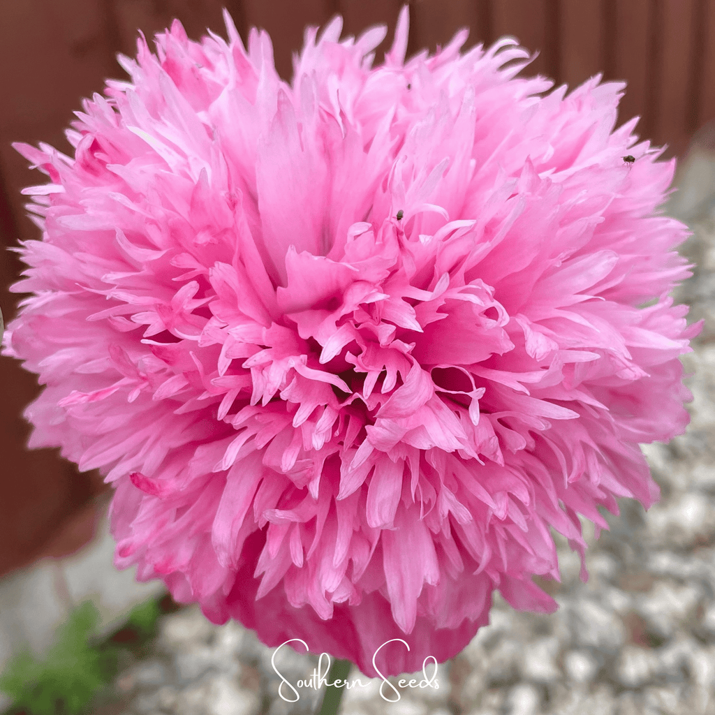 Seed Therapy | Pale Rose Peony Poppy – 100 Seeds
