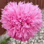 Seed Therapy | Pale Rose Peony Poppy – 100 Seeds