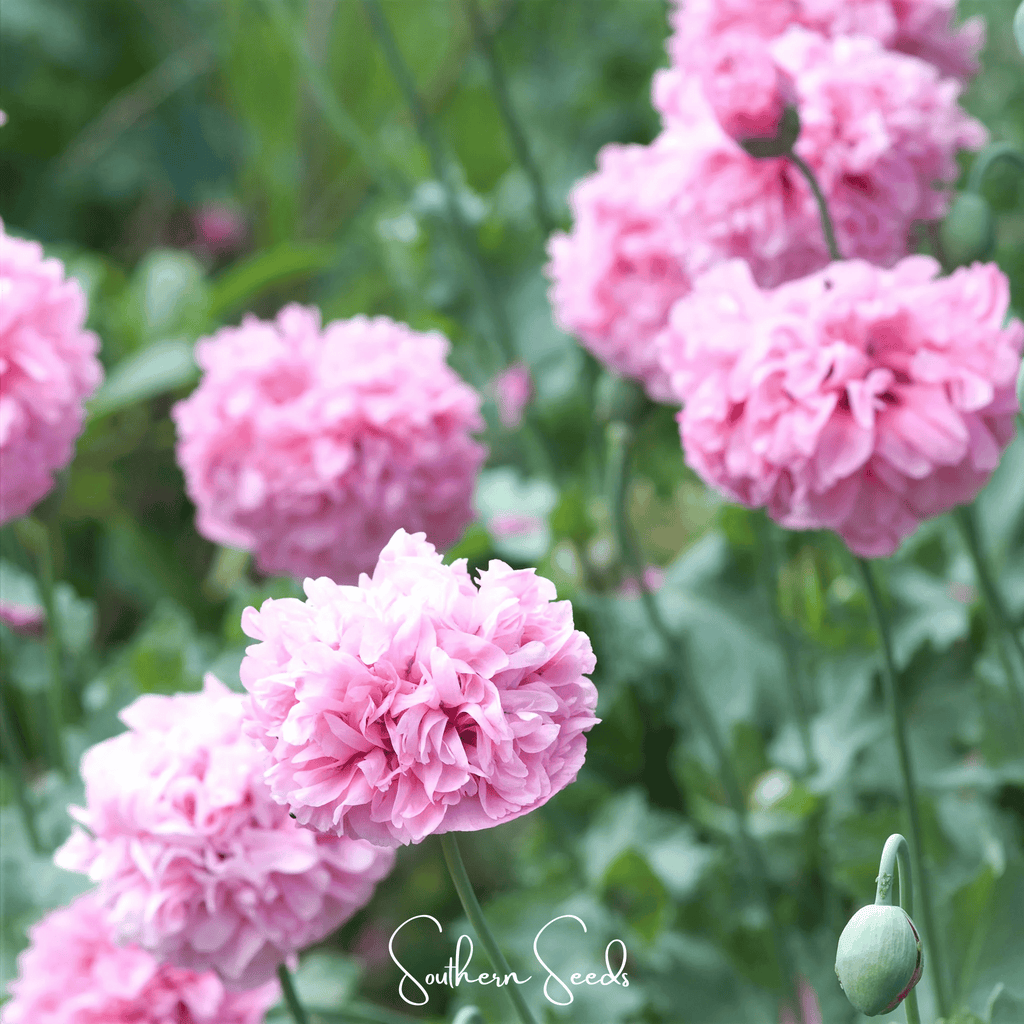 Seed Therapy | Pale Rose Peony Poppy – 100 Seeds