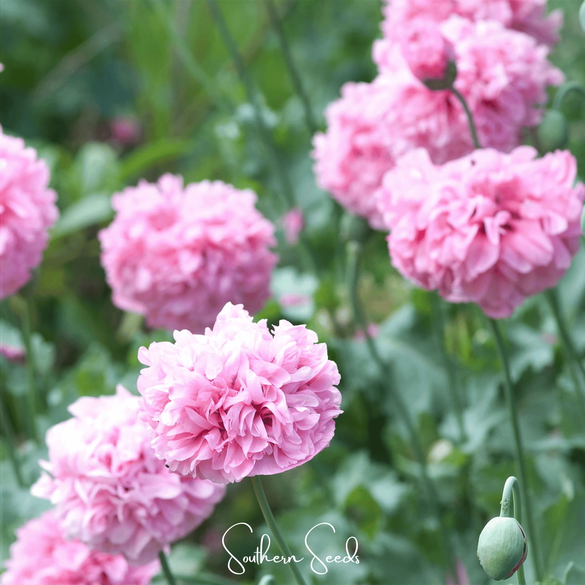 Seed Therapy | Pale Rose Peony Poppy – 100 Seeds