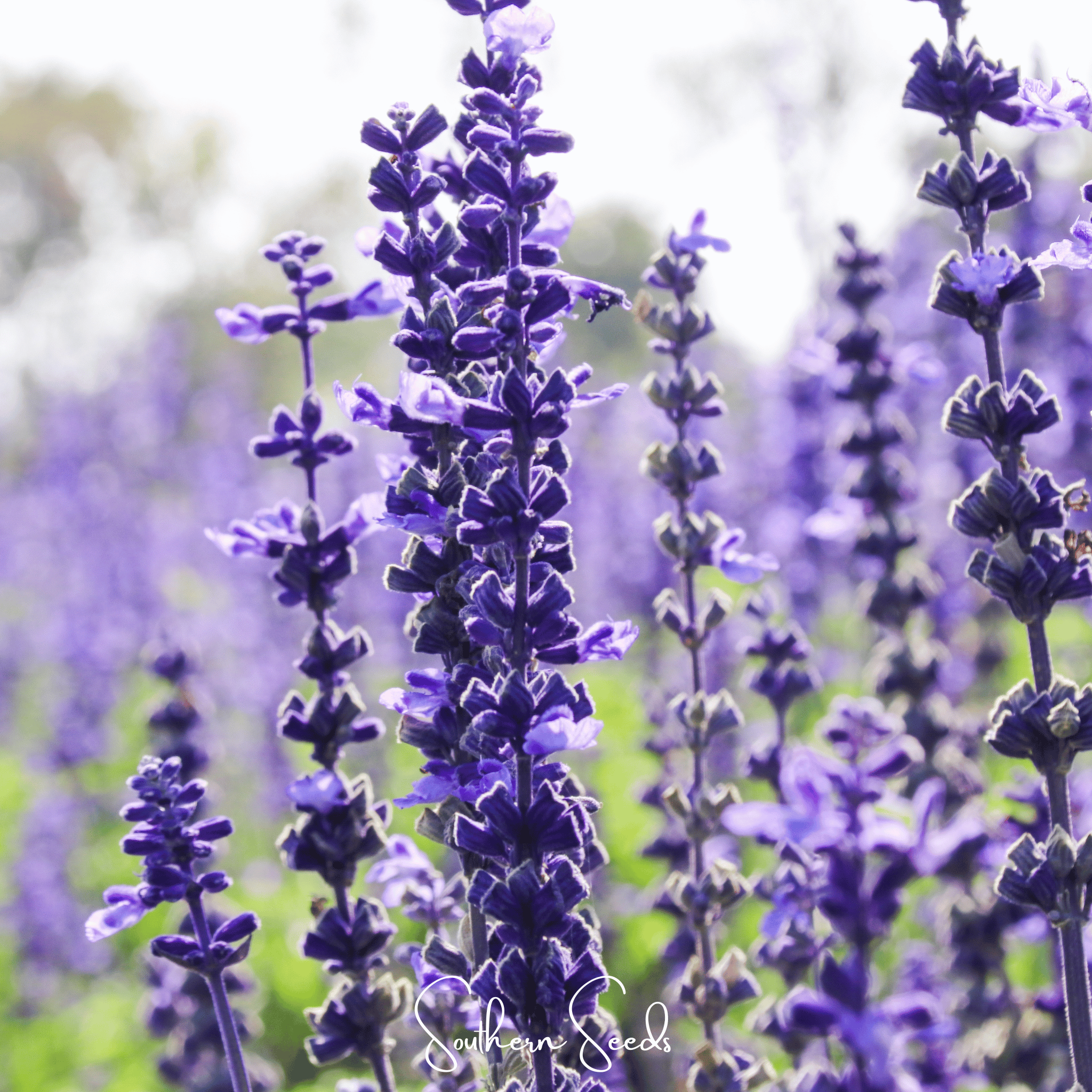 Seed Therapy | Kitchen Sage – 50 Seeds