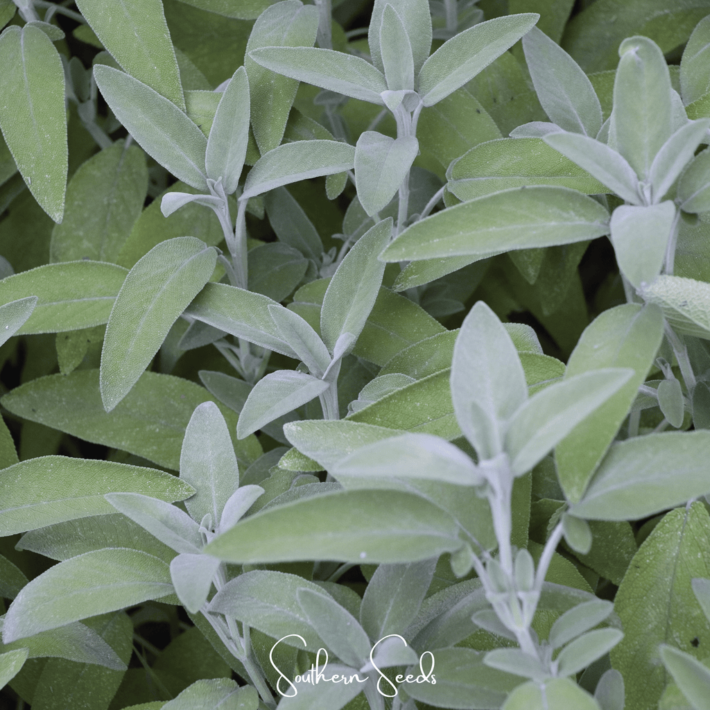 Seed Therapy | Kitchen Sage – 50 Seeds