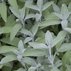Seed Therapy | Kitchen Sage – 50 Seeds