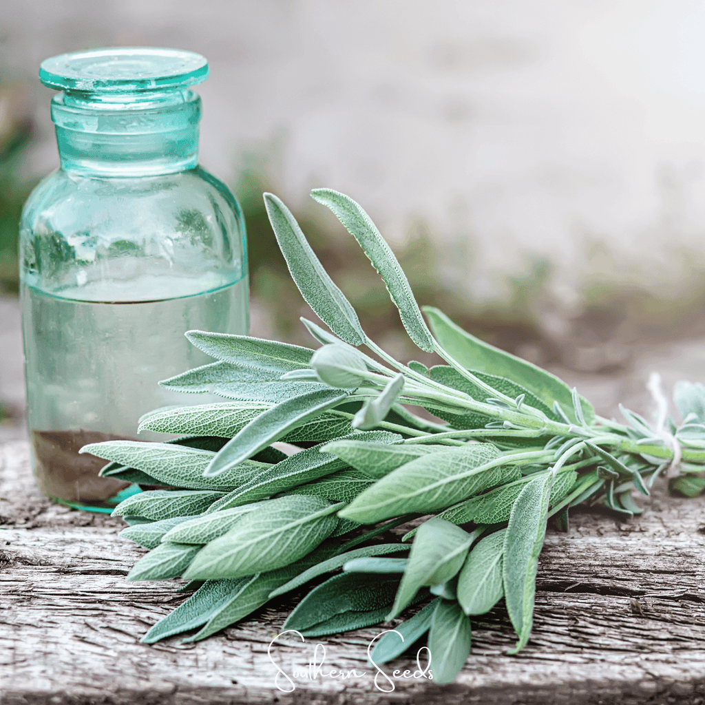 Seed Therapy | Kitchen Sage – 50 Seeds