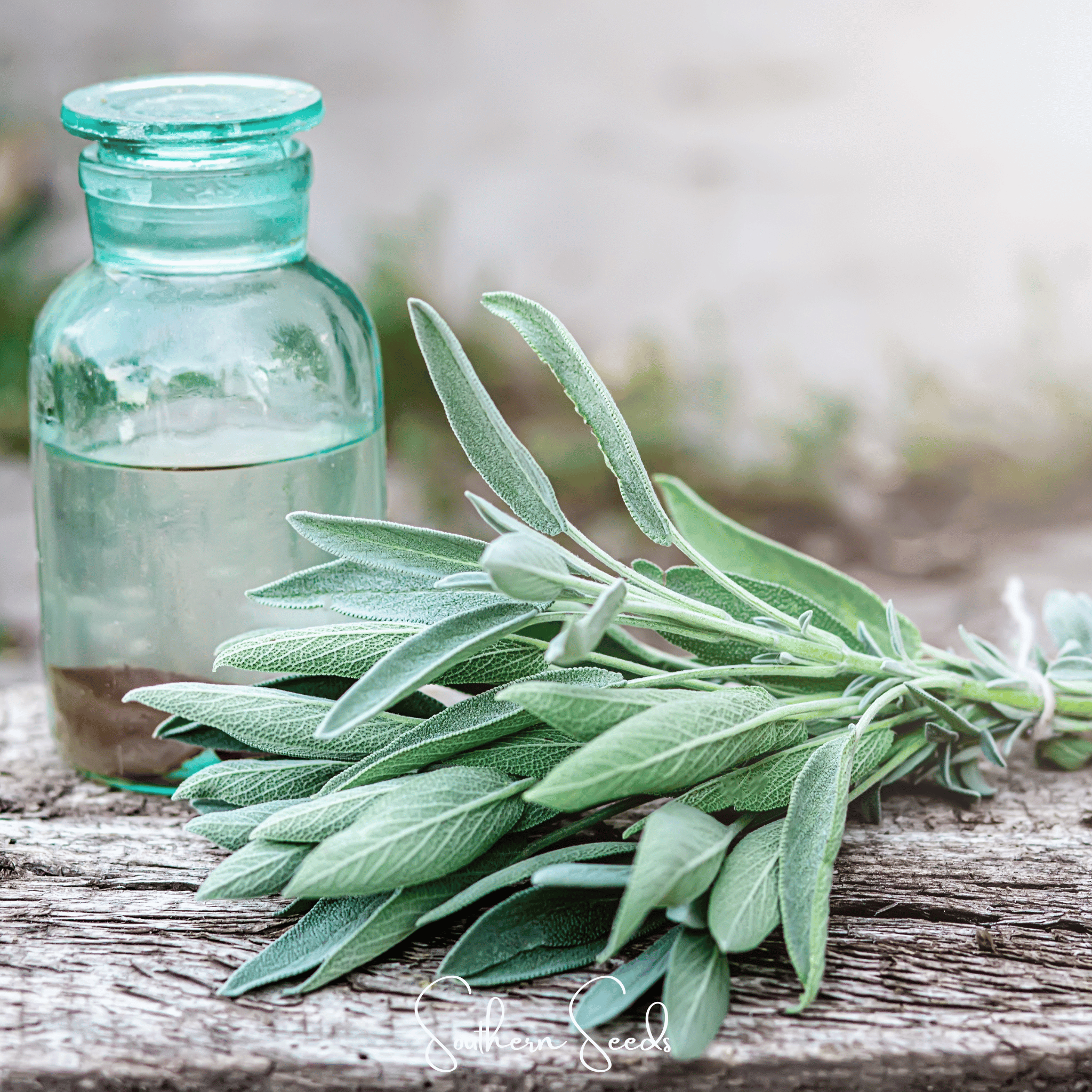 Seed Therapy | Kitchen Sage – 50 Seeds